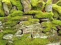 Mossy wall, Blanchland P1150874